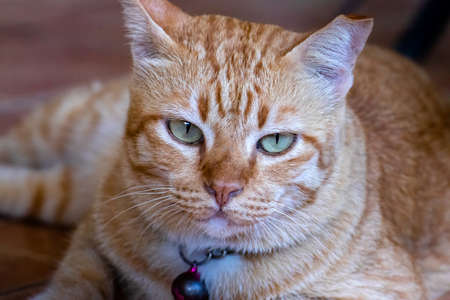 portrait of beauty cat with stripes laying on a ground, close-up, selective focusの写真素材