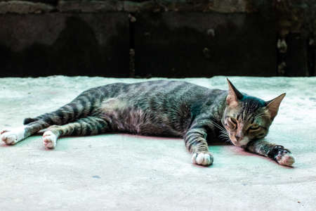 portrait of beauty cat with stripes laying on a ground, close-up, selective focusの写真素材