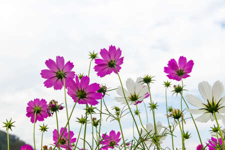 Cosmos Flower field with sky background,Cosmos Flower field blooming spring flowers seasonの写真素材