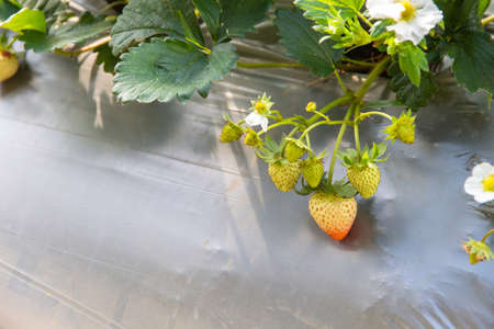 sweet fresh outdoor red strawberry in the garden, growing outside in soil, rows with ripe tasty strawberriesの写真素材