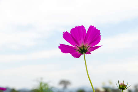 Cosmos Flower field with sky background,Cosmos Flower field blooming spring flowers seasonの写真素材
