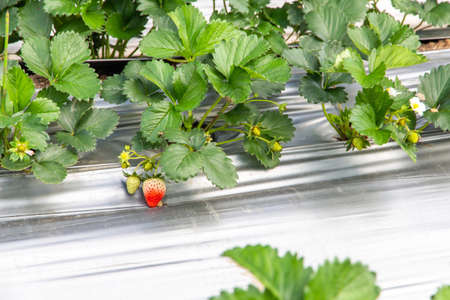 sweet fresh outdoor red strawberry in the garden, growing outside in soil, rows with ripe tasty strawberriesの写真素材