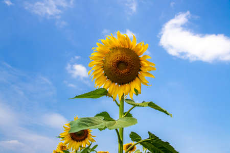 Beautiful sunflowers in the field natural background, Sunflower blooming,flowers on colorful backgroundの写真素材