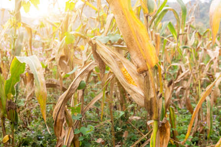 Corn cob on a dry corn field in garden that is not ready to be harvested because damagedの写真素材