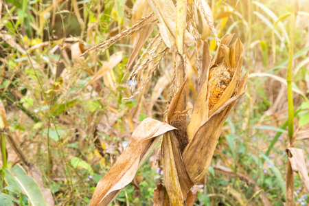 Corn cob on a dry corn field in garden that is not ready to be harvested because damagedの写真素材