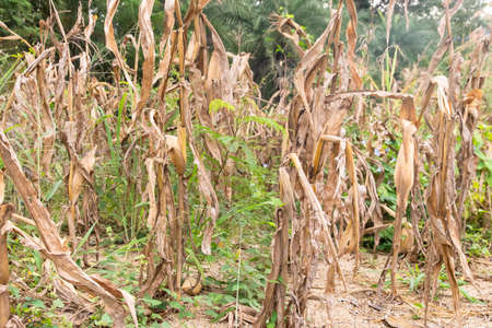 Corn cob on a dry corn field in garden that is not ready to be harvested because damagedの写真素材