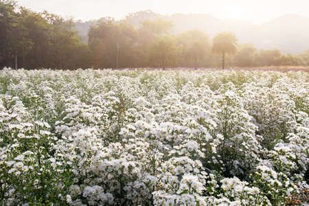 White chrysanthemum flowers that blooming beautifully in the gardenの写真素材