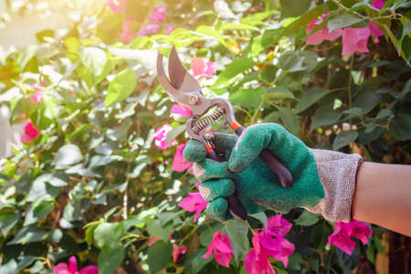 Gardener pruning tree with pruning shears,People are pruning trees, Decorate the garden.の写真素材