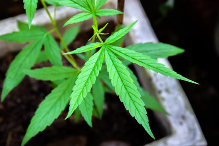 A small plant of cannabis seedlings planted in the black soil,Small green leaves ganja close-up beautiful background,cultivation indoor marijuana for medical purposesの写真素材