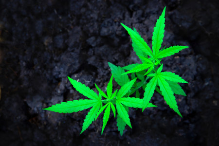A small plant of cannabis seedlings planted in the black soil,Small green leaves ganja close-up beautiful background,cultivation indoor marijuana for medical purposesの写真素材