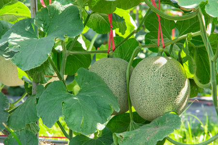 Melons in the garden,Japanese melon tree growing in the garden,Melon fruits and melon plants in a vegetable gardenの写真素材