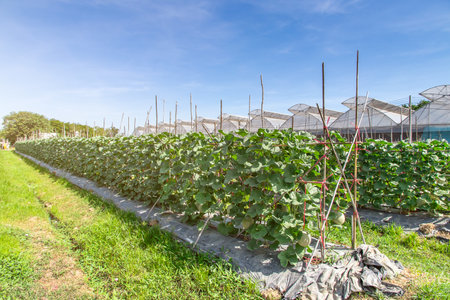 Melons in the garden,Japanese melon tree growing in the garden,Melon fruits and melon plants in a vegetable gardenの写真素材
