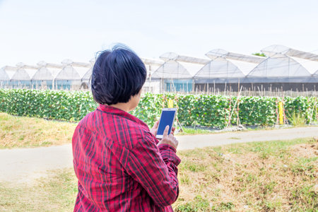 Beautiful female farmer holding smart phone and checking the quality of an organic melon that grown in the garden hydroponic system and information on the mobile phone in handの写真素材