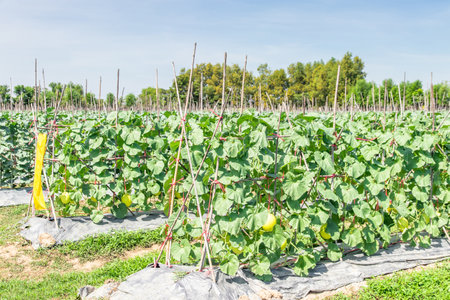 Melons in the garden,Japanese melon tree growing in the garden,Melon fruits and melon plants in a vegetable gardenの写真素材