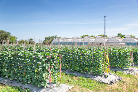 Melons in the garden,Japanese melon tree growing in the garden,Melon fruits and melon plants in a vegetable gardenの写真素材