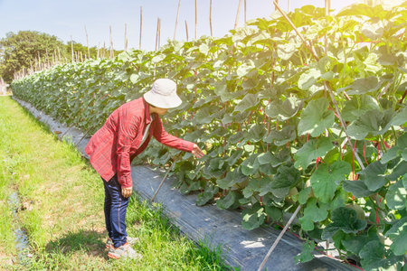 Beautiful female farmer checking the quality of an organic melon that grown in the garden...