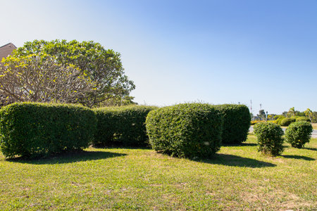 Garden tree in nature background,Green field, tree and sky.Great as a background,peaceful gardenの写真素材