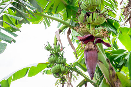 Banana cabbage on banana trees. Red banana blossom (Musa sapientum Linn) on green tree background. Banana is a tropical fruit tree native to Southeast Asia.の写真素材