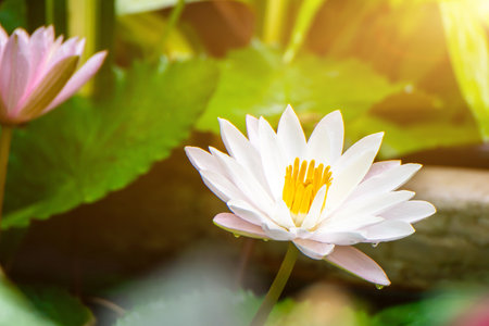 Beautiful lotus flower in the water after rain in the garden, lotus flower growing in the lakeの写真素材