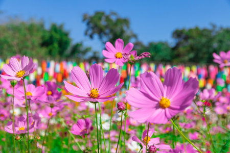 Cosmos Flower field with sky background,Cosmos Flower field blooming spring flowers seasonの写真素材