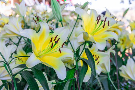 beautiful white Lilium brownii flower in the garden,Lilium brownii is a species of lily native to mainland Chinaの写真素材