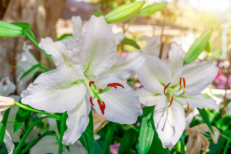 beautiful white Lilium brownii flower in the garden,Lilium brownii is a species of lily native to mainland Chinaの写真素材