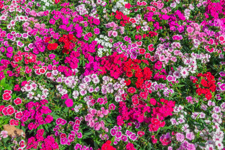 Pink Dianthus flower (Dianthus chinensis) blooming in garden,Sweet flora william blooming petals pink flowers backgroundの写真素材