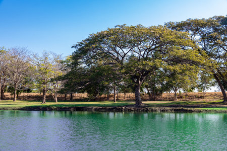 Garden tree in nature background,Green field, tree and sky.Great as a background,peaceful gardenの写真素材