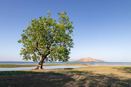 Garden tree in nature background,Green field, tree and sky.Great as a background,peaceful gardenの写真素材