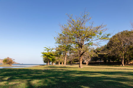 Garden tree in nature background,Green field, tree and sky.Great as a background,peaceful gardenの写真素材