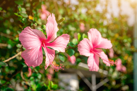 Hibiscus flower. Hibiscus rosa-sinensis, China rose, rose mallow, shoeblack plant, Hawaiian hibiscus, is a species of tropical hibiscus in the wildの写真素材