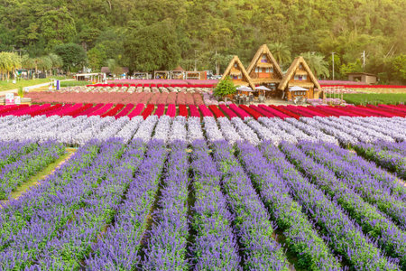 Beautiful cottage in the middle of a garden with many kinds of flowers. Beautiful flower garden in winter.の写真素材