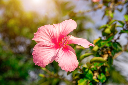Hibiscus flower. Hibiscus rosa-sinensis, China rose, rose mallow, shoeblack plant, Hawaiian hibiscus, is a species of tropical hibiscus in the wildの写真素材