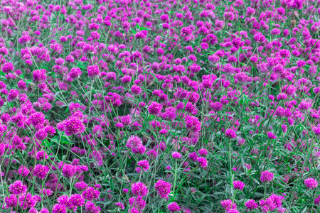 Gomphrena globosa in the garden,Purple flower of Globe amaranth or Kenop is an annual that generally used as an ornamental plant.の写真素材