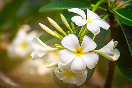 White Plumeria flowers beautiful on tree ,frangipaniの写真素材