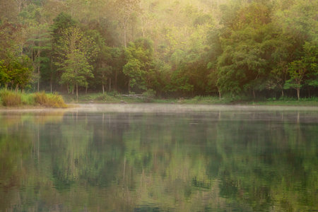 A serene scene of rainfall in a lush tropical rainforest in Thailand. Droplets fall gently through...