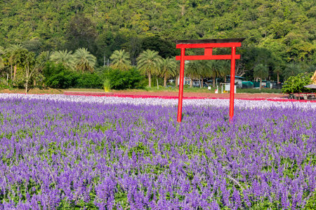 A vibrant field of blooming purple flowers bathed, creating a colorful and refreshing natural scene. The dense blossoms and lush green leaves evoke a sense of serenity and the beauty of spring.の写真素材