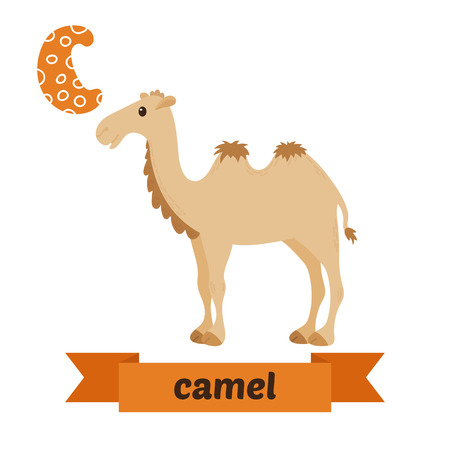 Camel. C letter. Cute children animal alphabet in vector. Funny cartoon animals. Vector illustrationのイラスト素材