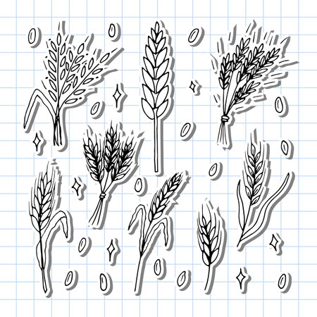 Set of hand drawn wheat ears. Grain spikelets. Doodle, sketch. Bakery design elements. Vector illustrationのイラスト素材