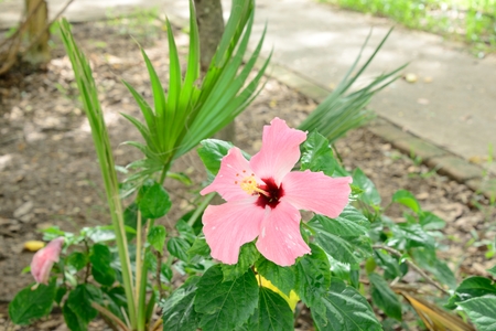 Hibiscus flowers abloom The visible head And spectacular flowers.の写真素材