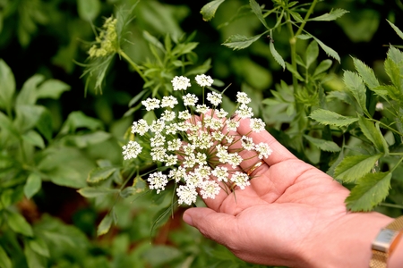 Wild flowers are the natural splendor.の写真素材