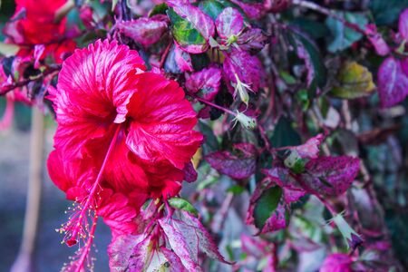 The red hibiscus, fresh-looking.