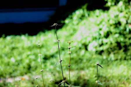 Wild flowers are the natural splendor.の写真素材
