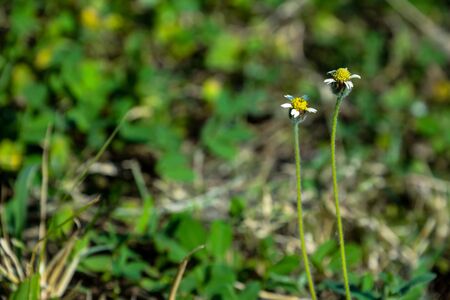 Wild flowers have different colors depending on its type.の写真素材