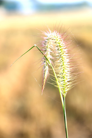 Wild flowers have different colors depending on its type.の写真素材