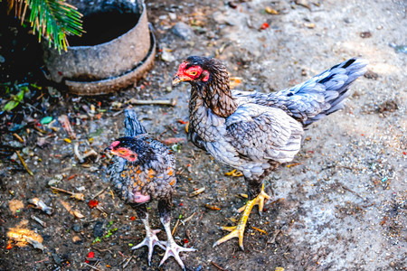 Hens were feeding their children.の写真素材