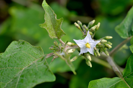 Eggplant flower petals and yellow stamens white.の写真素材