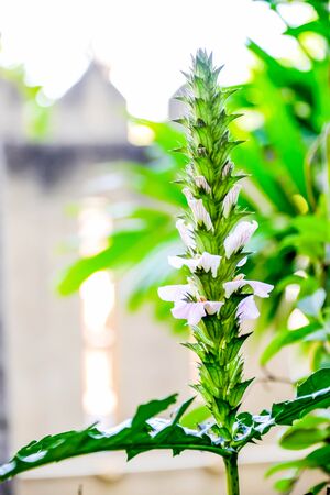 Wild flowers have different colors depending on its type.の写真素材
