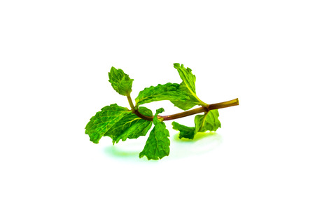 Peppermint can be a cook.の写真素材