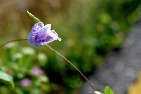 Wild flowers have different colors depending on its type.の写真素材